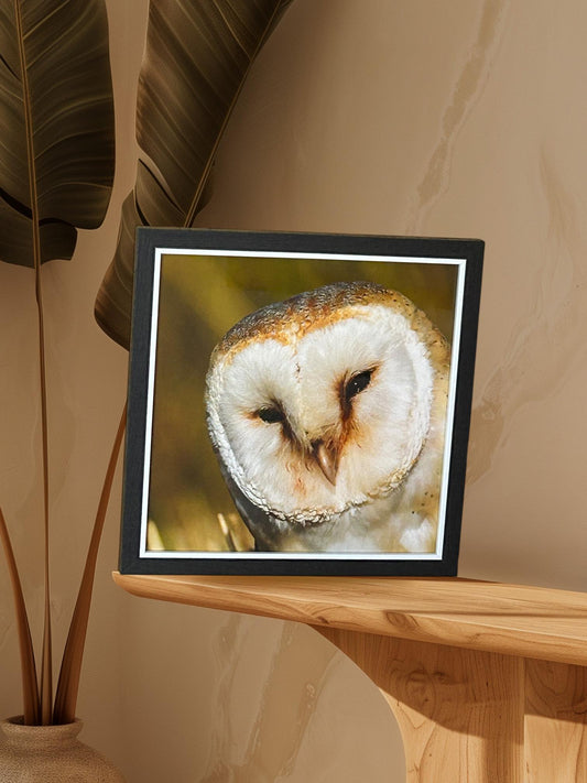 White Owl Print in Black Frame