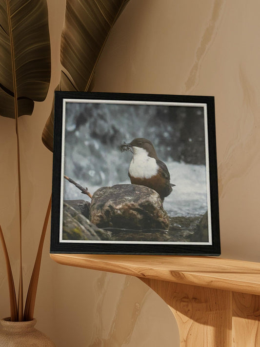 Foraging Bird Print in Black Frame
